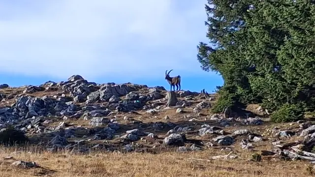 ...da musst ich schon zoomen, da er leider sehr weit entfernt war.
