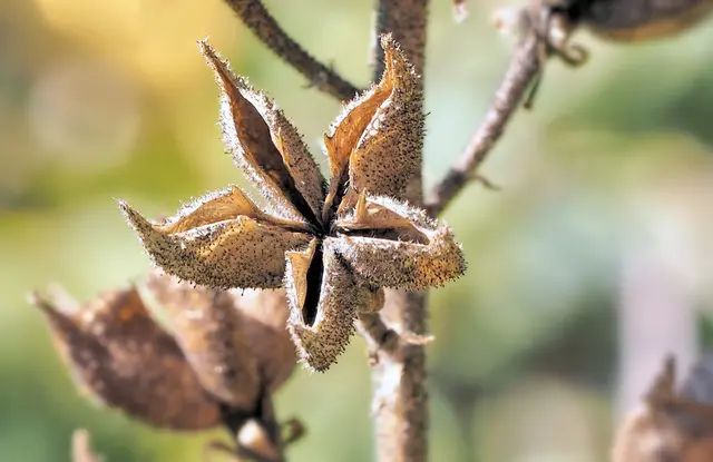 Diptam oder auch Brennender Busch genannt