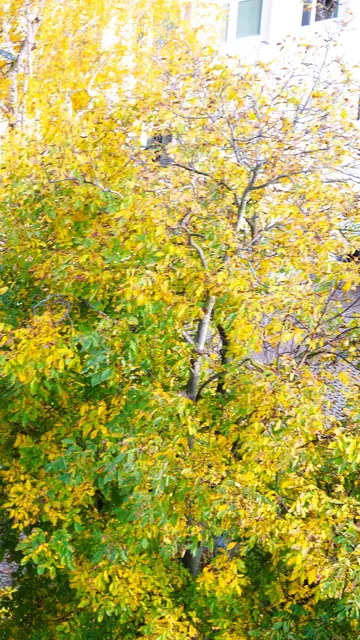 Baum beginnt sich zu färben | Foto: Mag. Theresia Nichtenberger