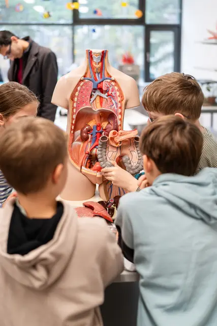 Wo befindet sich wohl welches Organ im menschlichen Körper? | Foto: BG/BRG Perchtoldsdorf (Lisa Fischer)