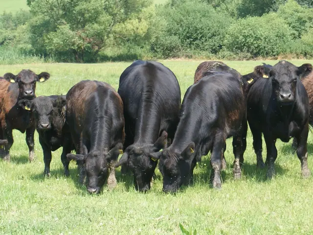 Heute grasen die Moorochsen friedlich auf den naturgeschützten Weiden am Zickenbach. | Foto: Verein Rund ums Moor