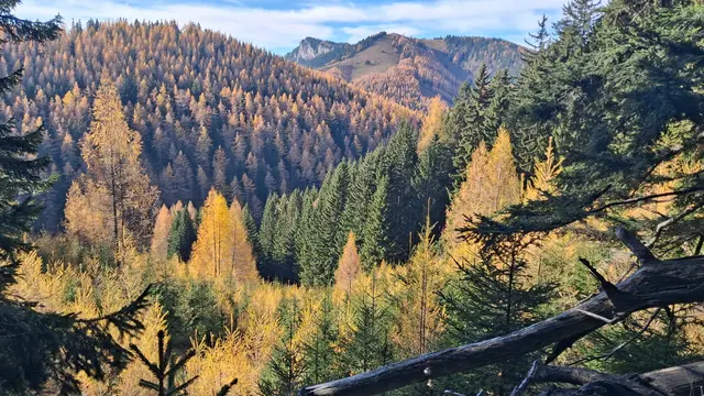 ....es ist ein Vergnügen durch die bunten Herbstwälder zu gehen.