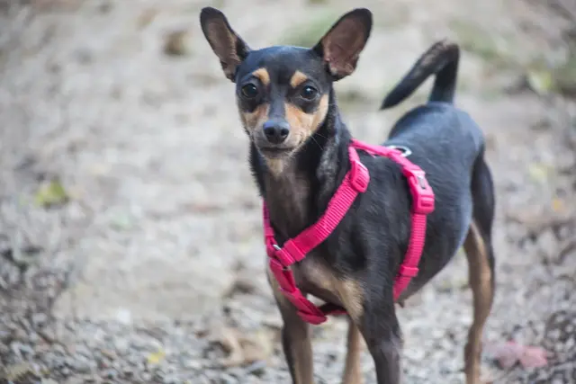 Die quirlige, 2019 geborene Zwergpinscher-Hündin Chara ist menschenfreundlich und kann auch zu Kindern ab Schulalter vergeben werden. | Foto: TSA