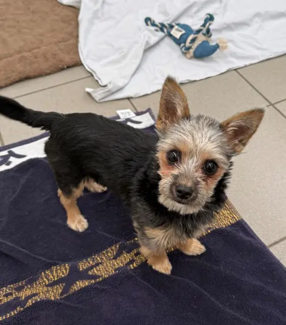 Phoebe wurde ihrem Vorbesitzer behördlich abgenommen. | Foto: Tierheim Wels