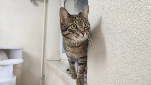 Mitzi (im Bild) und ihr Katzenfreund Fritzi sind zwei liebe und verspielte Stubentiger. | Foto: Tierheim Linz