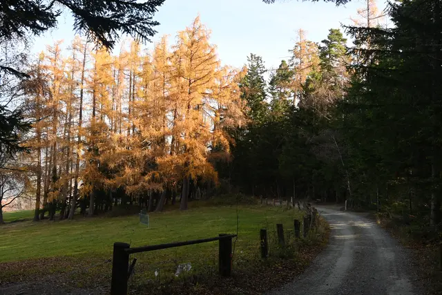 Die Lärchen leuchten im Sonnenlicht
