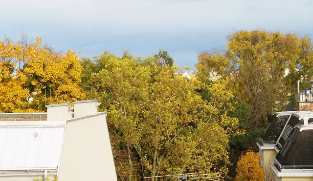 Herbstliche Baumkronen | Foto: Mag. Theresia Nichtenberger