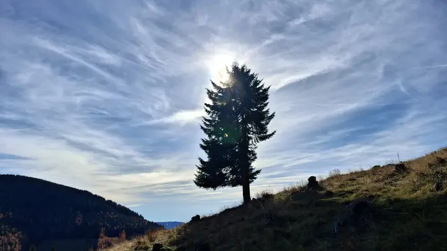 ...ein Wetterbaum im Gegenlicht