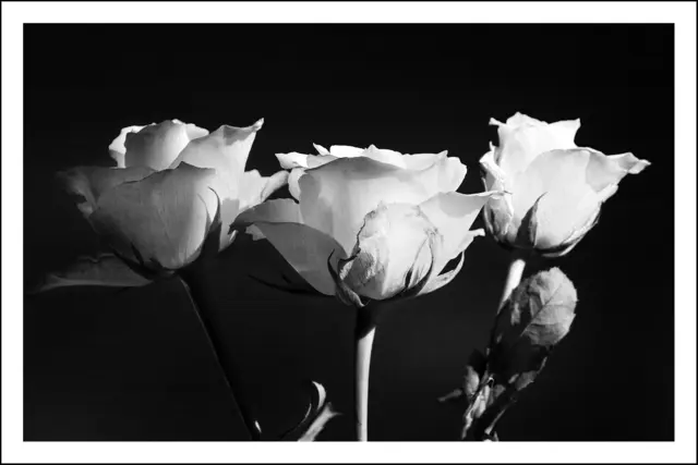 Weiße Rosen in SW. Monochrombilder sind auch meine Liblingsfotos. | Foto: © by Ing. Günter Kramarcsik