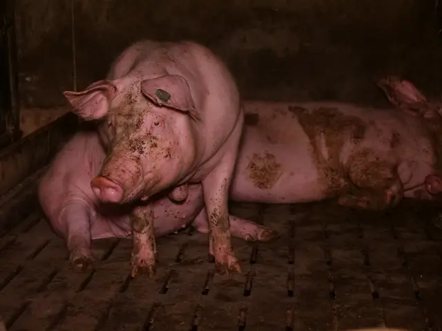 Foto: VGT - Verein gegen Tierfabriken