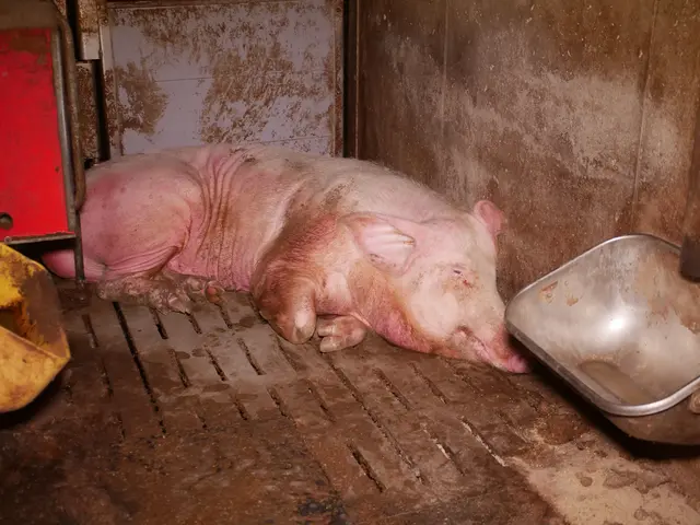 Foto: VGT - Verein gegen Tierfabriken