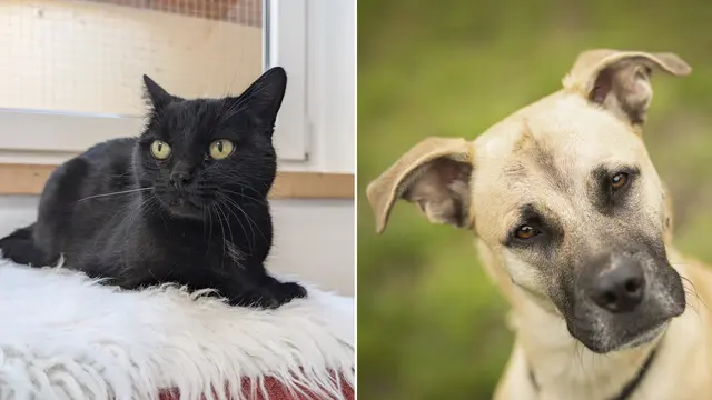 Kitty und Cato warten auf dich | Foto: Tierschutzverein Tirol 