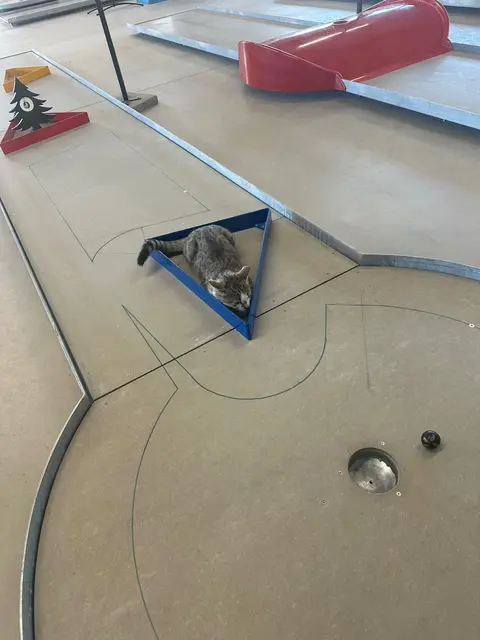 "Mozart" beim täglichen Üben auf den Minigolfbahnen. | Foto: Gobetz