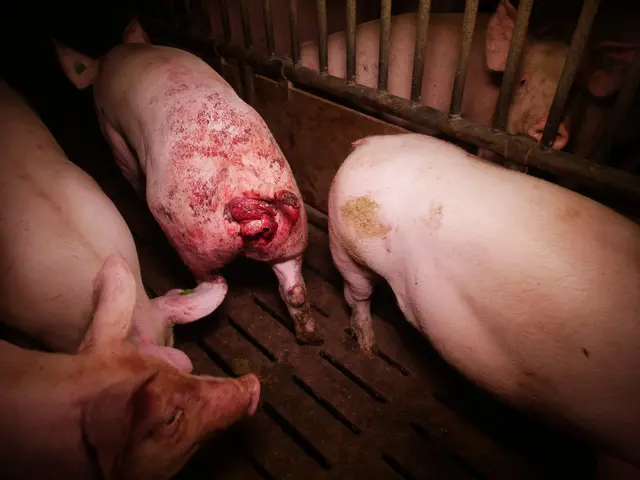 Foto: VGT - Verein gegen Tierfabriken