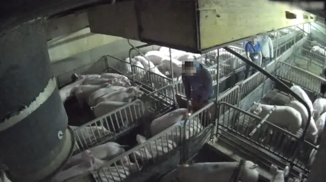 Exzessiver Einsatz verbotener Treibgeräte. | Foto: VGT - Verein gegen Tierfabriken