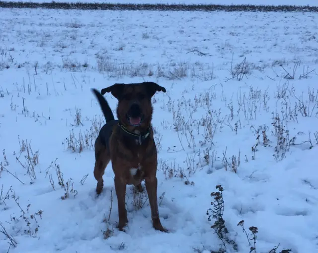 Wintertipps für Vierbeiner. | Foto: Müller