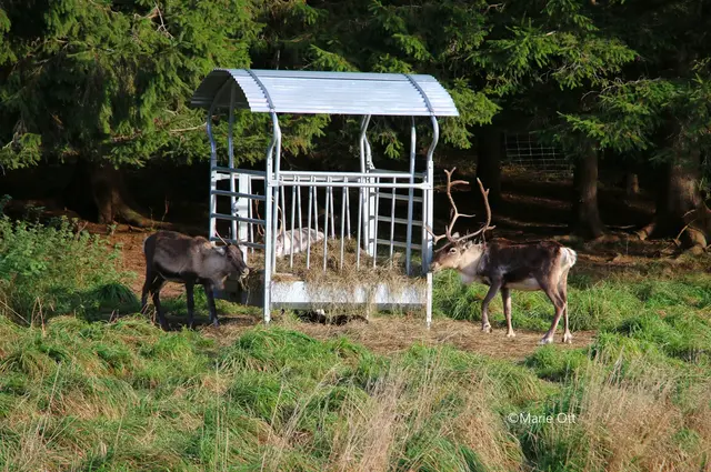 Rentiere Tragöss
