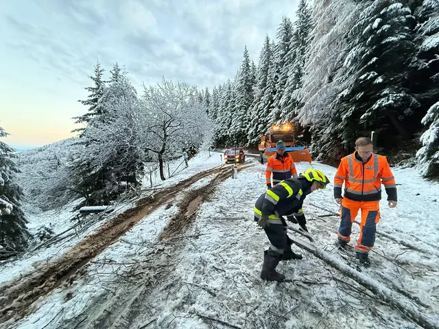 In Leutschach fielen zwei Bäume auf dei schneebedeckte Fahrbahn.  | Foto: Waltl