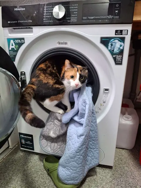 Katzenwäsche oder Katzenjammer! Der Assisi-Hof benötigt eine Industriewaschmaschine.  | Foto: ÖTV