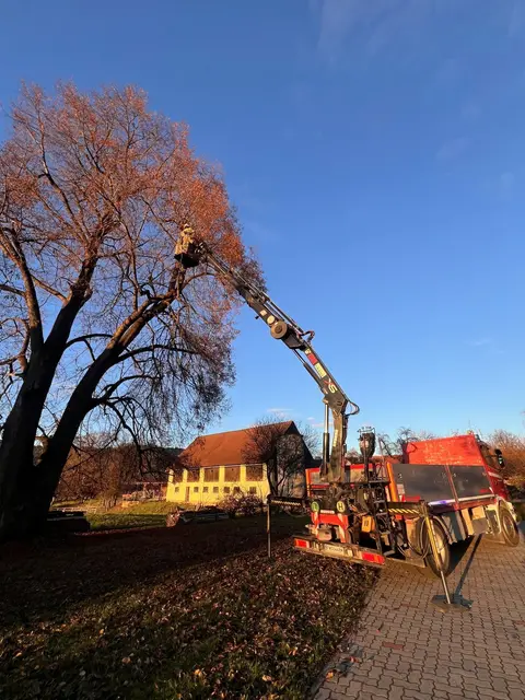 Rettung aus großer Höhe: die Freiwillige Feuerwehr Mürzhofen konnte die Katze gemeinsam mit der Besitzerin vom Baum holen.  | Foto: FF Mürzhofen