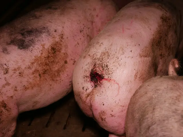 Verletzte Tiere mit offenen Wunden. | Foto: VGT - Verein gegen Tierfabriken