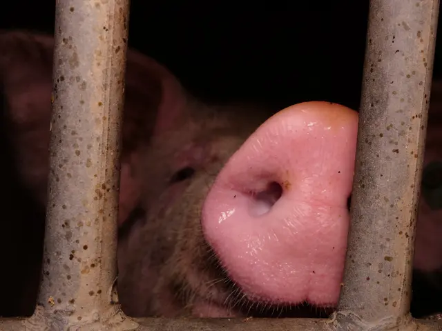 Foto: VGT - Verein gegen Tierfabriken