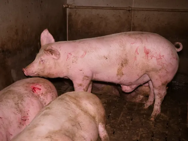 Kratz- und Bisswunden durch Stress und Langeweile. | Foto: VGT - Verein gegen Tierfabriken