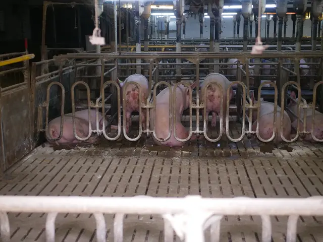 Enge Kastenstände für Muttersauen. | Foto: VGT - Verein gegen Tierfabriken