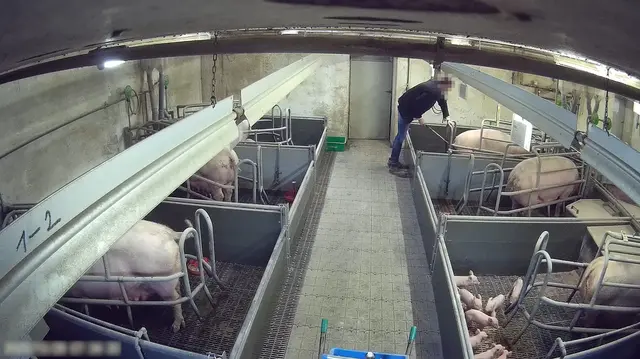 Foto: VGT - Verein gegen Tierfabriken