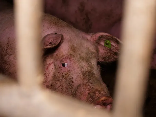 Foto: VGT - Verein gegen Tierfabriken