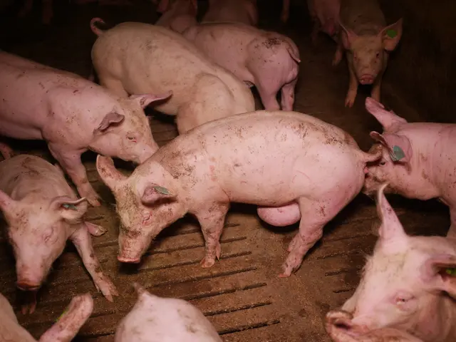 Foto: VGT - Verein gegen Tierfabriken