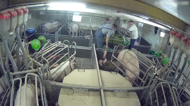 Zuchtsauen ohne gesetzlich vorgeschriebenes Beschäftigungsmaterial. | Foto: VGT - Verein gegen Tierfabriken