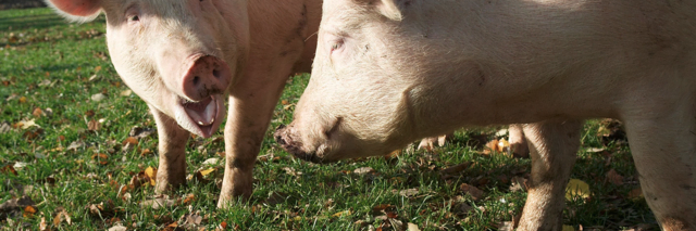 Tierwohl wird beim Schweinezuchtbetrieb Gut Hardegg groß geschrieben. | Foto: HP Gut Hardegg