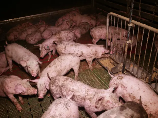 Foto: VGT - Verein gegen Tierfabriken