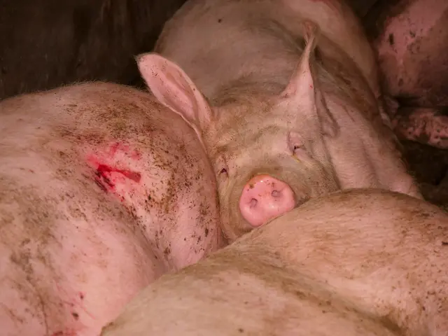 Foto: VGT - Verein gegen Tierfabriken