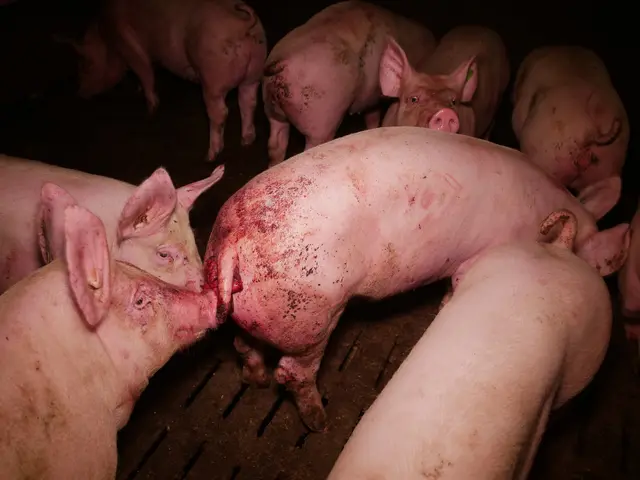 Foto: VGT - Verein gegen Tierfabriken