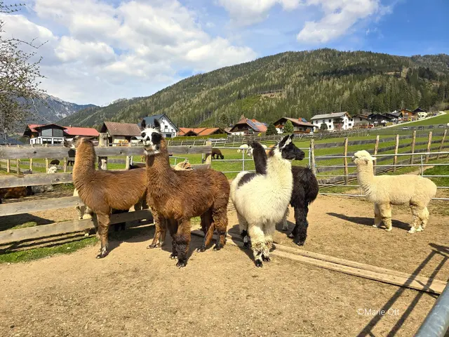 Weihnachtsmarkt, Tragöss, 2025