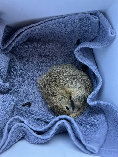 Ein Zieseljunges weich gebettet und wohl behütet.  | Foto: ÖTV