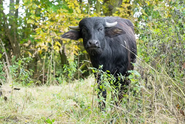 Wasserbüffel aus Schönbrunn helfen jetzt in Niederösterreich im Kampf gegen die Verbuschung. | Foto: Daniel Zupanc