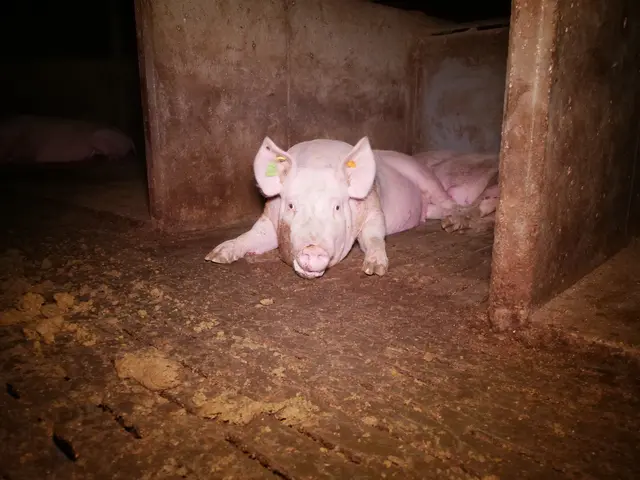 Foto: VGT - Verein gegen Tierfabriken