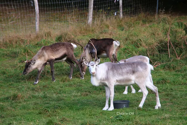 Adventmarkt mit Rentieren, Tragöß, Steiermark, 2025