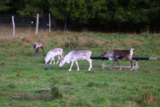 Rentiere, Tragöss, Advent, Ausstellung
