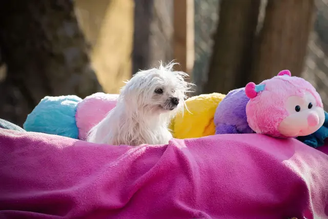 Hündin Keyra und ihr "sauberer" Spielgefährte.  | Foto: ÖTV