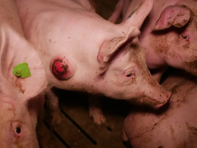 Foto: VGT - Verein gegen Tierfabriken