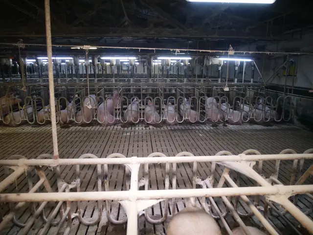 Blick in die Mastbuchten eines Großbetriebs. | Foto: VGT - Verein gegen Tierfabriken