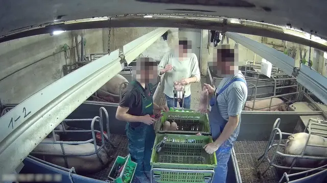Ferkel werden grob an den Beinen hochgehoben. | Foto: VGT - Verein gegen Tierfabriken