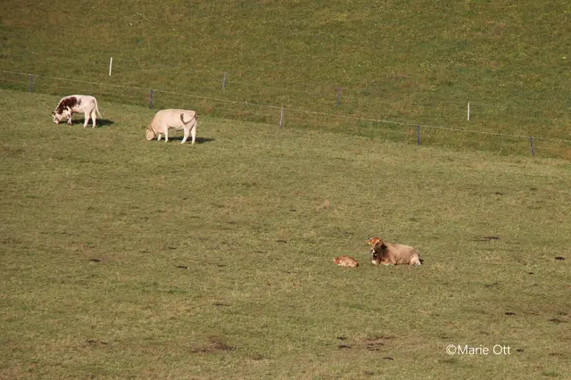 Kleinrinder, Tragöss