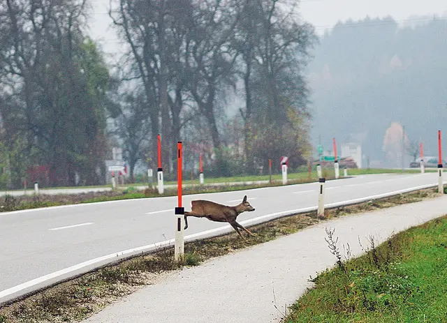 Beim Zusammenstoß mit einem Reh wurde am Dienstagmorgen ein 52-jähriger Motorradfahrer schwer verletzt. (Symbolbild) | Foto: ÖAMTC