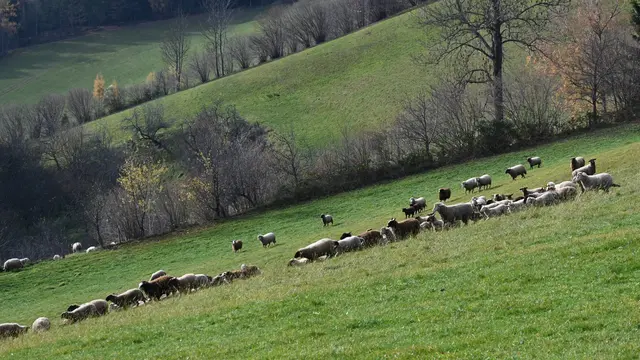 Ich weiß nicht, was sie irritierte, doch plötzlich sauste die ganze Herde hinunter und...