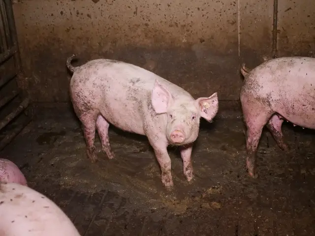Keine gemütlichen Zustände im Stall mit Vollspaltenböden. | Foto: VGT - Verein gegen Tierfabriken